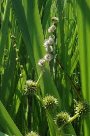 Attēlu rezultāti vaicājumam “Sparganium neglectum fruit”