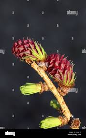 Attēlu rezultāti vaicājumam “Larix kaempferi female flower”