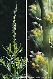 Image result for Reseda luteola