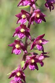 Attēlu rezultāti vaicājumam “Epipactis atrorubens flower”