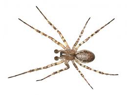 Attēlu rezultāti vaicājumam “Neriene montana”