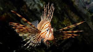 Image result for Pterois volitans