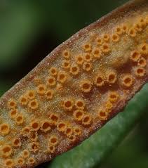 Attēlu rezultāti vaicājumam “Pucciniales”