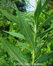 Attēlu rezultāti vaicājumam “Solidago canadensis leaf”