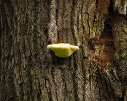 Attēlu rezultāti vaicājumam “Buglossoporus quercinus”