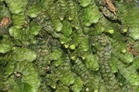 Attēlu rezultāti vaicājumam “Calypogeia azurea macro”