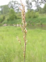 Attēlu rezultāti vaicājumam “Helictotrichon pubescens”