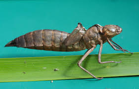 Attēlu rezultāti vaicājumam “exuvia”