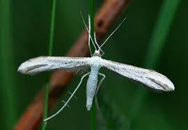 Attēlu rezultāti vaicājumam “Adaina microdactyla”