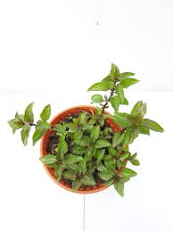 Image result for Menta x piperita