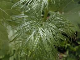 Attēlu rezultāti vaicājumam “Consolida regalis leaf”