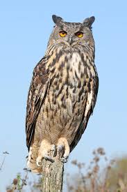 Attēlu rezultāti vaicājumam “Bubo bubo”