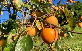 「柿の木利江」の画像検索結果