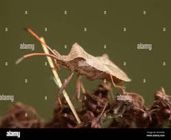 Attēlu rezultāti vaicājumam “Coreus marginatus imago”