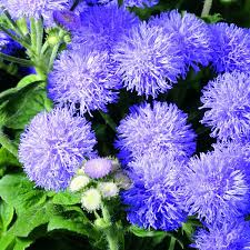 Image result for Ageratum mexicanum