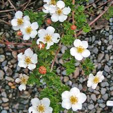 Attēlu rezultāti vaicājumam “Pentaphylloides fruticosa flower”