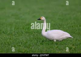 Attēlu rezultāti vaicājumam “Cygnus columbianus adult”