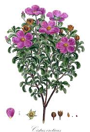 Attēlu rezultāti vaicājumam “Cistaceae”