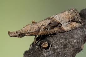 Attēlu rezultāti vaicājumam “Hypena rostralis”