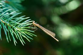 Attēlu rezultāti vaicājumam “Sympecma paedisca”