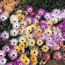 Image result for Mesembryanthemum criniflorum