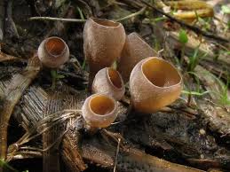 Attēlu rezultāti vaicājumam “Myriosclerotinia scirpicola”