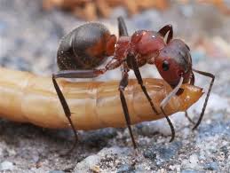 Attēlu rezultāti vaicājumam “Formica rufa imago”