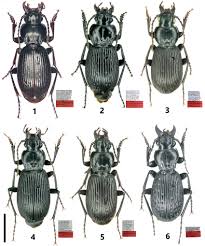 Attēlu rezultāti vaicājumam “Pterostichus sp.”