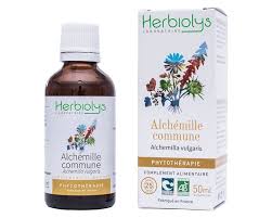 Attēlu rezultāti vaicājumam “Alchemilla vulgaris aggr. bud”