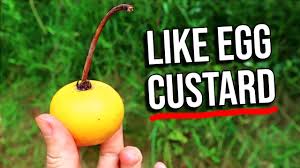 Attēlu rezultāti vaicājumam “Elymus caninus fruit”