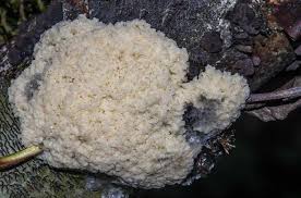 Attēlu rezultāti vaicājumam “Arcyria, Heterotrichia sp.”