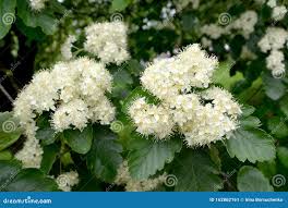 Attēlu rezultāti vaicājumam “Sorbus intermedia”