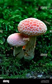 Attēlu rezultāti vaicājumam “Rhodotus palmatus”