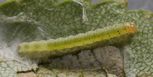 Attēlu rezultāti vaicājumam “Carpatolechia proximella”