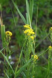 Attēlu rezultāti vaicājumam “Jacobaea paludosa”