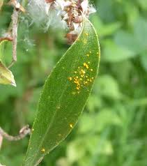 Attēlu rezultāti vaicājumam “Melampsora epitea”