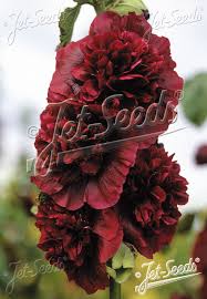 Attēlu rezultāti vaicājumam “Alcea rosea”