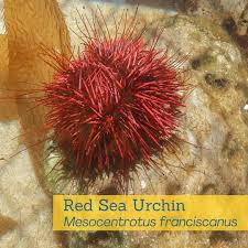 Image result for Mesocentrotus franciscanus
