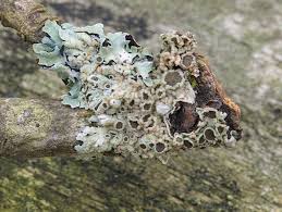 Attēlu rezultāti vaicājumam “Erythricium aurantiacum”