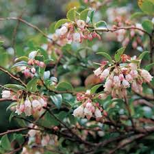 Attēlu rezultāti vaicājumam “Thuja plicata flower”