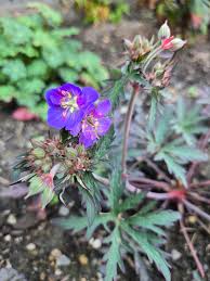Attēlu rezultāti vaicājumam “Geranium pratense bud”