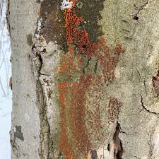 Attēlu rezultāti vaicājumam “Nectria sp., Neonectria sp.”