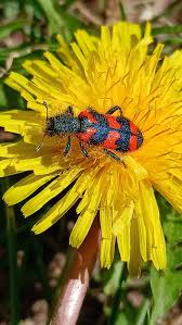 Attēlu rezultāti vaicājumam “Grynocharis oblonga”