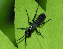 Attēlu rezultāti vaicājumam “Pompilidae”