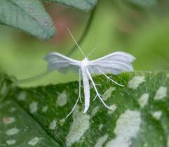Attēlu rezultāti vaicājumam “Pterophorus pentadactyla”