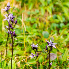 Attēlu rezultāti vaicājumam “Swertia perennis flower”