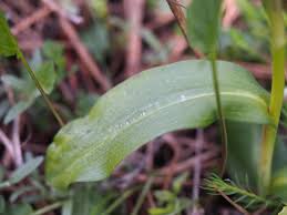 Attēlu rezultāti vaicājumam “Coeloglossum viride leaf”