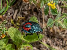 Attēlu rezultāti vaicājumam “Jalla dumosa”