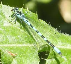 Attēlu rezultāti vaicājumam “Coenagrion hastulatum”