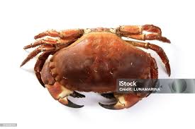 Image result for Cancer pagurus